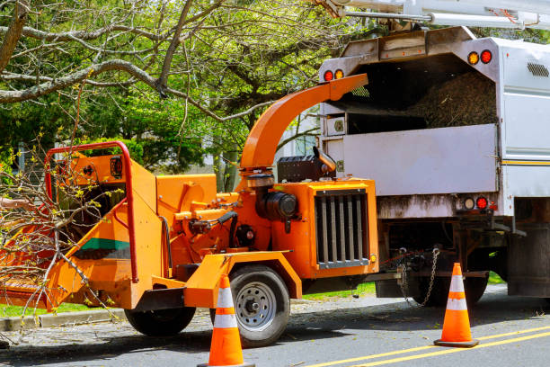 Best Emergency Tree Removal  in Ridgecrest, FL