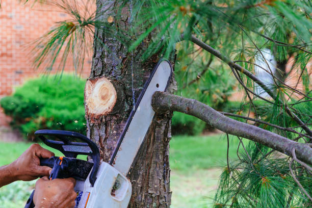 Best Tree Mulching  in Ridgecrest, FL
